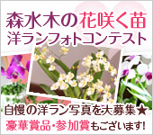 森水木の花咲く苗　洋蘭フォトコンテスト